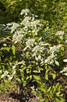 Clustered mountainmint